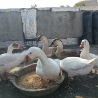 غوغاز وغاز|حیوانات مزرعه|کلاله, |دیوار