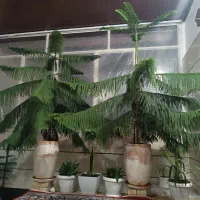 گل کاج مطبق