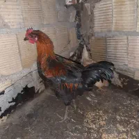 مرغ خروس