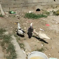 سه اردک خوب و زرنگ