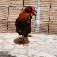 خروس مینیاتوری / خروس