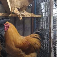 خروس برهما|حیوانات مزرعه|اقبالیه, |دیوار