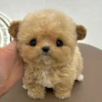 مالتیز پودل عروسکی