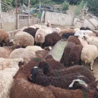 فروش گوسفند زنده نر ارگانیک