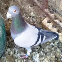 کبوتر|پرنده|مرودشت, سهل‌آباد|دیوار
