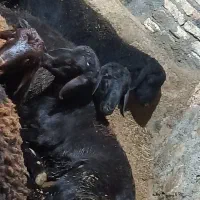 گوشت تازه بره نر|خوردنی و آشامیدنی|دهگلان, |دیوار