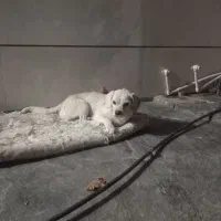 یک عدد سگ دست پا کوتاه قیمت سه وپانصد