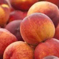 هلو زعفرونی ارگانیک محلی اصل کیلو ۱۰۰