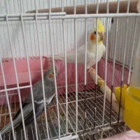 یه جفت عروس هلندی