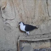 کبوتر ریش