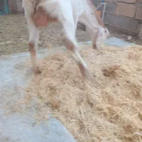 سلام گیسه  با دو کهره|حیوانات مزرعه|کرمان, |دیوار