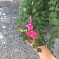 دوعدد درختچه بنسای گل طبیعی کاغذی خیلی بزرگ|گل و گیاه طبیعی|تهران, ستارخان|دیوار
