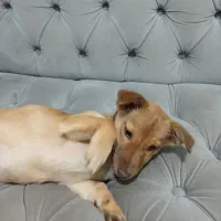 واگزاریسگسایزگربه|سگ|مشهد, سجاد شهر|دیوار