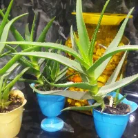 گل آلوئه کاکتوس دانه ای ۵۰تومن|گل و گیاه طبیعی|فلاورجان, |دیوار