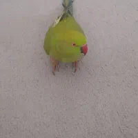 طوطی ملنگو نر بامزه