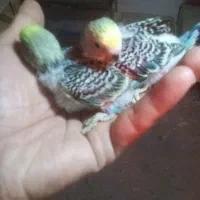 جوجه سرلاکی مرغ عشق رنگ زیبا