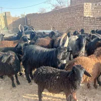 تعدادی بره نر بز بز به فروش میرسد