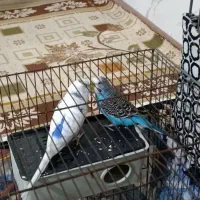 یک جفت مرغ عشق مولد