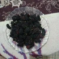 شاتوت قرمز دست چین درشت شیرین