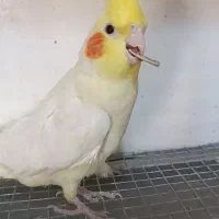 عروس هلندی جوان