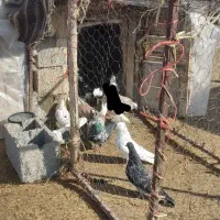 فروش یکجا ۲۰ تا ۳۰ کفتر بدون کوچکترین ایراد