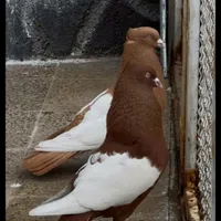کبوتر|پرنده|شیراز, دانشگاه شیراز|دیوار