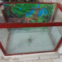 فروش آکواریوم سالم