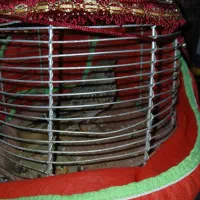 واگذاری سهره جوجه قفس|پرنده|اردبیل, |دیوار