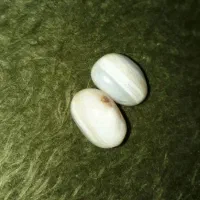 سنگ مهره سلیمانی آگهی رو بخونین