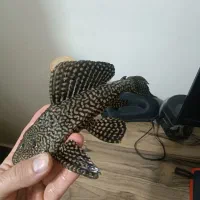 لجن خوار اسپرت
