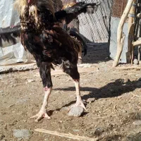 خروس افغان|حیوانات مزرعه|کهنوج, |دیوار