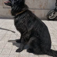 ژرمن بلک ماده باردار