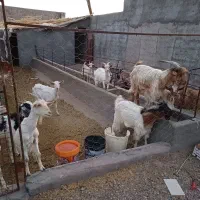 بز سانن اصل