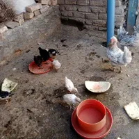 مرغ گلین جوجه