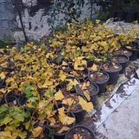 ژینگو سطل ۳