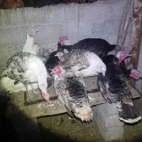 بوقلمون زنده محلی چاق و ارگانیک