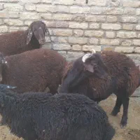 4عدد بر نر ریز|حیوانات مزرعه|الیگودرز, |دیوار