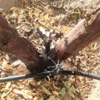 فروش-باغچه