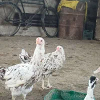 مرغ لاری اصل