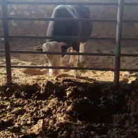 گوساله نر برای کشتار ی۸۰۰ کیلویی هرکی میخاد|حیوانات مزرعه|تفرش, |دیوار