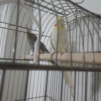 عروس هلندی نر ماده جفت خورده