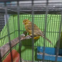 قناری ماده|پرنده|گلستان (تهران), |دیوار