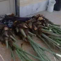 نخل بریم برحی