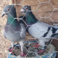 سبز آلمانی کاکلی