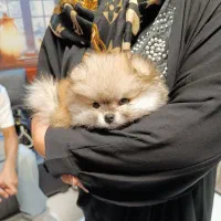 سگ پامرانین خرسی بوفیس