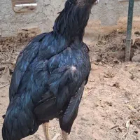 جوجه لاری افغان.بلنددر رباط کریم|حیوانات مزرعه|تهران, بهارستان|دیوار