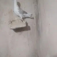 کفتر گرفتنی کویتی زرد وکویتی اتشی|پرنده|تربتحیدریه, ترمینال|دیوار