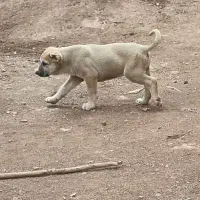 توله سرابی