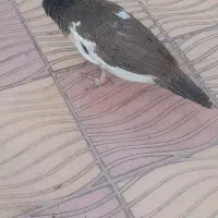 طاووس