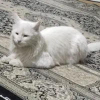 واگذاری رایگان گربه پرشین